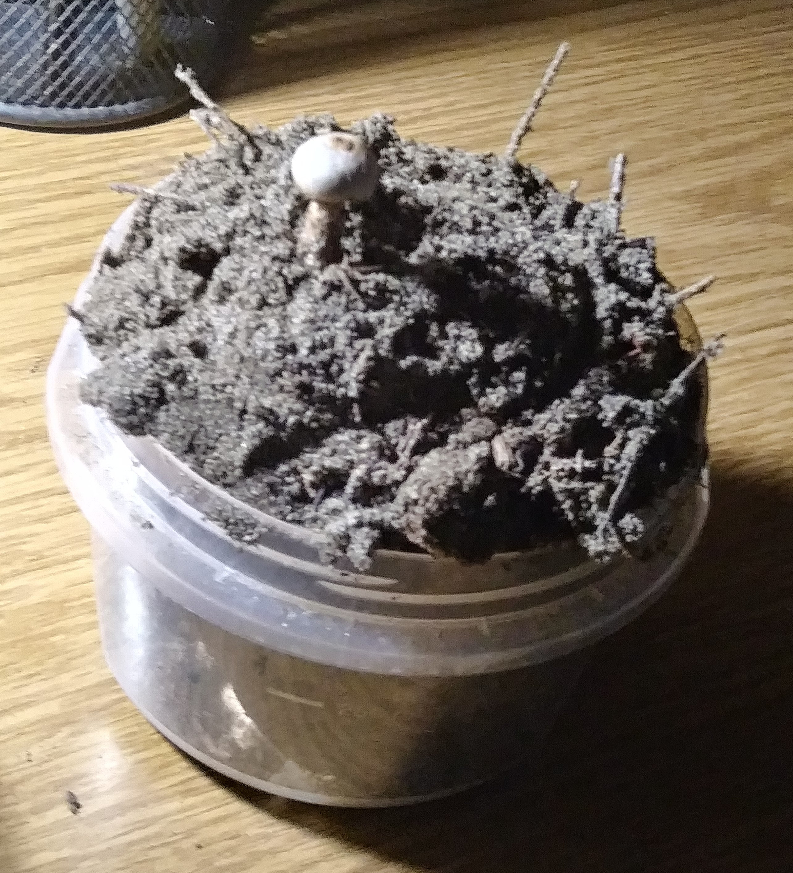 Mushroom in container full of dirt