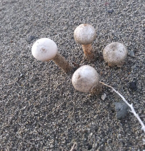 Four mushrooms in sandy soil